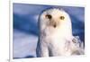 Portrait of Snowy Owl (Bubo Scandiacus) Standing in Snow, Anchorage, Alaska, USA-Lynn M^ Stone-Framed Photographic Print