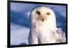 Portrait of Snowy Owl (Bubo Scandiacus) Standing in Snow, Anchorage, Alaska, USA-Lynn M^ Stone-Framed Photographic Print