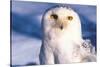 Portrait of Snowy Owl (Bubo Scandiacus) Standing in Snow, Anchorage, Alaska, USA-Lynn M^ Stone-Stretched Canvas