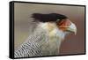 Portrait of Southern Crested Caracara. Torres Del Paine NP. Chile-Tom Norring-Framed Stretched Canvas