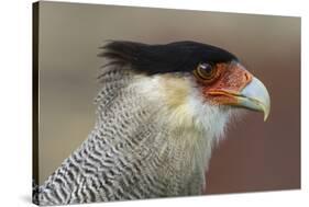 Portrait of Southern Crested Caracara. Torres Del Paine NP. Chile-Tom Norring-Stretched Canvas