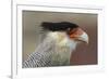 Portrait of Southern Crested Caracara. Torres Del Paine NP. Chile-Tom Norring-Framed Photographic Print