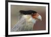 Portrait of Southern Crested Caracara. Torres Del Paine NP. Chile-Tom Norring-Framed Photographic Print