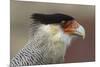 Portrait of Southern Crested Caracara. Torres Del Paine NP. Chile-Tom Norring-Mounted Photographic Print