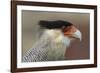 Portrait of Southern Crested Caracara. Torres Del Paine NP. Chile-Tom Norring-Framed Photographic Print