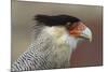 Portrait of Southern Crested Caracara. Torres Del Paine NP. Chile-Tom Norring-Mounted Photographic Print