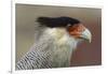 Portrait of Southern Crested Caracara. Torres Del Paine NP. Chile-Tom Norring-Framed Photographic Print