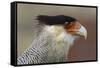 Portrait of Southern Crested Caracara. Torres Del Paine NP. Chile-Tom Norring-Framed Stretched Canvas