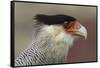 Portrait of Southern Crested Caracara. Torres Del Paine NP. Chile-Tom Norring-Framed Stretched Canvas