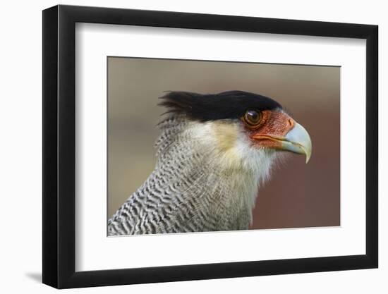 Portrait of Southern Crested Caracara. Torres Del Paine NP. Chile-Tom Norring-Framed Photographic Print