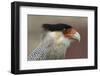 Portrait of Southern Crested Caracara. Torres Del Paine NP. Chile-Tom Norring-Framed Photographic Print