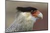 Portrait of Southern Crested Caracara. Torres Del Paine NP. Chile-Tom Norring-Mounted Photographic Print