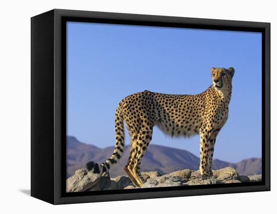 Portrait of Standing Cheetah, Tsaobis Leopard Park, Namibia-Tony Heald-Framed Stretched Canvas