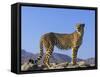 Portrait of Standing Cheetah, Tsaobis Leopard Park, Namibia-Tony Heald-Framed Stretched Canvas