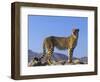 Portrait of Standing Cheetah, Tsaobis Leopard Park, Namibia-Tony Heald-Framed Premium Photographic Print