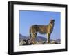 Portrait of Standing Cheetah, Tsaobis Leopard Park, Namibia-Tony Heald-Framed Premium Photographic Print