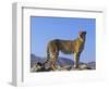 Portrait of Standing Cheetah, Tsaobis Leopard Park, Namibia-Tony Heald-Framed Premium Photographic Print