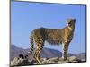 Portrait of Standing Cheetah, Tsaobis Leopard Park, Namibia-Tony Heald-Mounted Premium Photographic Print