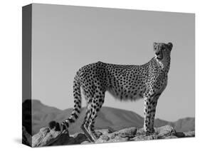 Portrait of Standing Cheetah, Tsaobis Leopard Park, Namibia-Tony Heald-Stretched Canvas