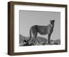 Portrait of Standing Cheetah, Tsaobis Leopard Park, Namibia-Tony Heald-Framed Premium Photographic Print