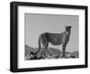 Portrait of Standing Cheetah, Tsaobis Leopard Park, Namibia-Tony Heald-Framed Premium Photographic Print