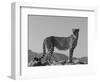 Portrait of Standing Cheetah, Tsaobis Leopard Park, Namibia-Tony Heald-Framed Premium Photographic Print