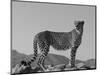 Portrait of Standing Cheetah, Tsaobis Leopard Park, Namibia-Tony Heald-Mounted Premium Photographic Print