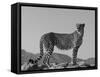 Portrait of Standing Cheetah, Tsaobis Leopard Park, Namibia-Tony Heald-Framed Stretched Canvas