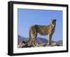 Portrait of Standing Cheetah, Tsaobis Leopard Park, Namibia-Tony Heald-Framed Photographic Print