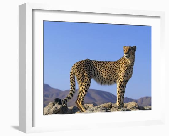 Portrait of Standing Cheetah, Tsaobis Leopard Park, Namibia-Tony Heald-Framed Photographic Print