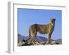 Portrait of Standing Cheetah, Tsaobis Leopard Park, Namibia-Tony Heald-Framed Photographic Print