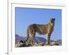 Portrait of Standing Cheetah, Tsaobis Leopard Park, Namibia-Tony Heald-Framed Photographic Print