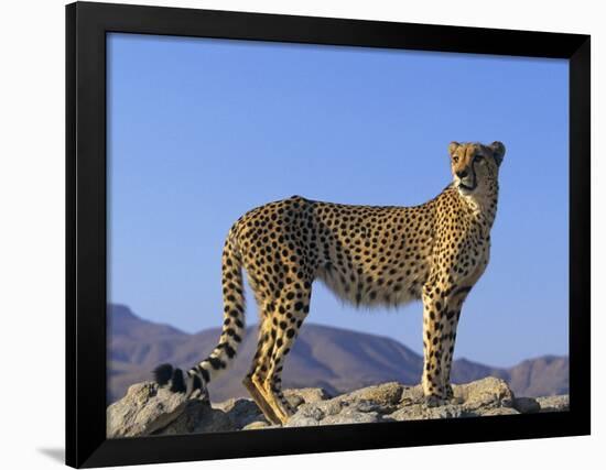 Portrait of Standing Cheetah, Tsaobis Leopard Park, Namibia-Tony Heald-Framed Photographic Print