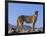 Portrait of Standing Cheetah, Tsaobis Leopard Park, Namibia-Tony Heald-Framed Photographic Print