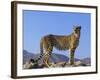 Portrait of Standing Cheetah, Tsaobis Leopard Park, Namibia-Tony Heald-Framed Photographic Print