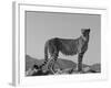 Portrait of Standing Cheetah, Tsaobis Leopard Park, Namibia-Tony Heald-Framed Photographic Print