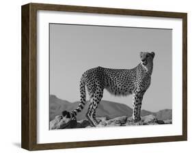 Portrait of Standing Cheetah, Tsaobis Leopard Park, Namibia-Tony Heald-Framed Photographic Print