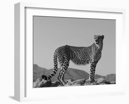 Portrait of Standing Cheetah, Tsaobis Leopard Park, Namibia-Tony Heald-Framed Photographic Print