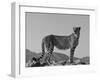 Portrait of Standing Cheetah, Tsaobis Leopard Park, Namibia-Tony Heald-Framed Photographic Print