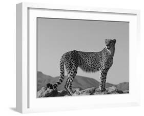 Portrait of Standing Cheetah, Tsaobis Leopard Park, Namibia-Tony Heald-Framed Photographic Print