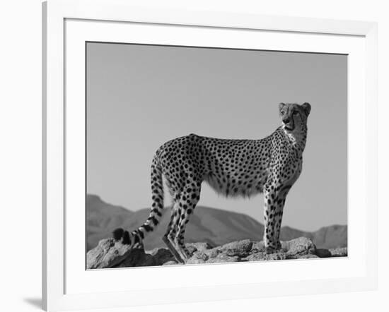 Portrait of Standing Cheetah, Tsaobis Leopard Park, Namibia-Tony Heald-Framed Photographic Print