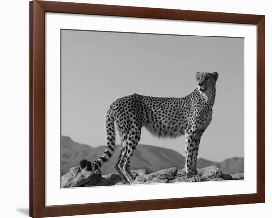 Portrait of Standing Cheetah, Tsaobis Leopard Park, Namibia-Tony Heald-Framed Photographic Print