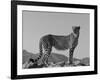 Portrait of Standing Cheetah, Tsaobis Leopard Park, Namibia-Tony Heald-Framed Photographic Print