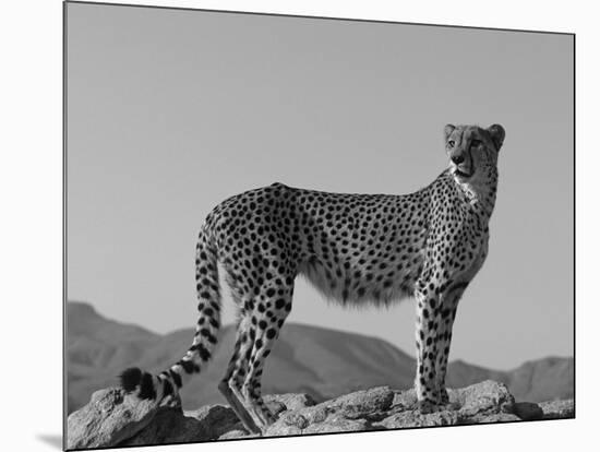 Portrait of Standing Cheetah, Tsaobis Leopard Park, Namibia-Tony Heald-Mounted Photographic Print