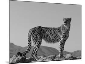 Portrait of Standing Cheetah, Tsaobis Leopard Park, Namibia-Tony Heald-Mounted Photographic Print