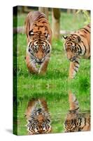 Portrait of Sumatran Tigers Panthera Tigris Sumatrae Big Cat Reflected in Calm Water-Veneratio-Stretched Canvas