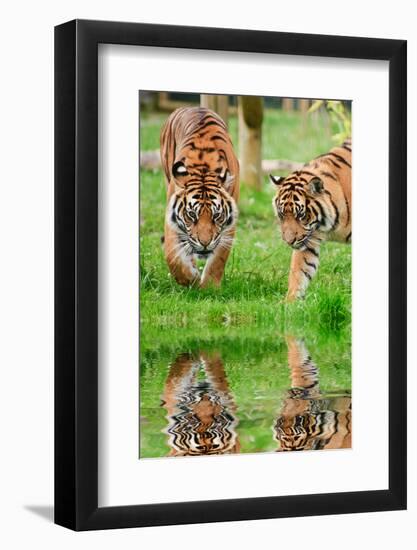 Portrait of Sumatran Tigers Panthera Tigris Sumatrae Big Cat Reflected in Calm Water-Veneratio-Framed Photographic Print