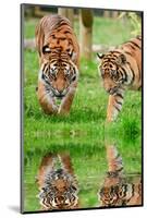 Portrait of Sumatran Tigers Panthera Tigris Sumatrae Big Cat Reflected in Calm Water-Veneratio-Mounted Photographic Print