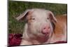 Portrait of Tan and White Piglet, Sycamore, Illinois, USA-Lynn M^ Stone-Mounted Photographic Print