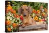 Portrait of Tan Mini Dachshund in Antique Wooden Box by Zinnias, Gurnee, Illinois, USA-Lynn M^ Stone-Stretched Canvas